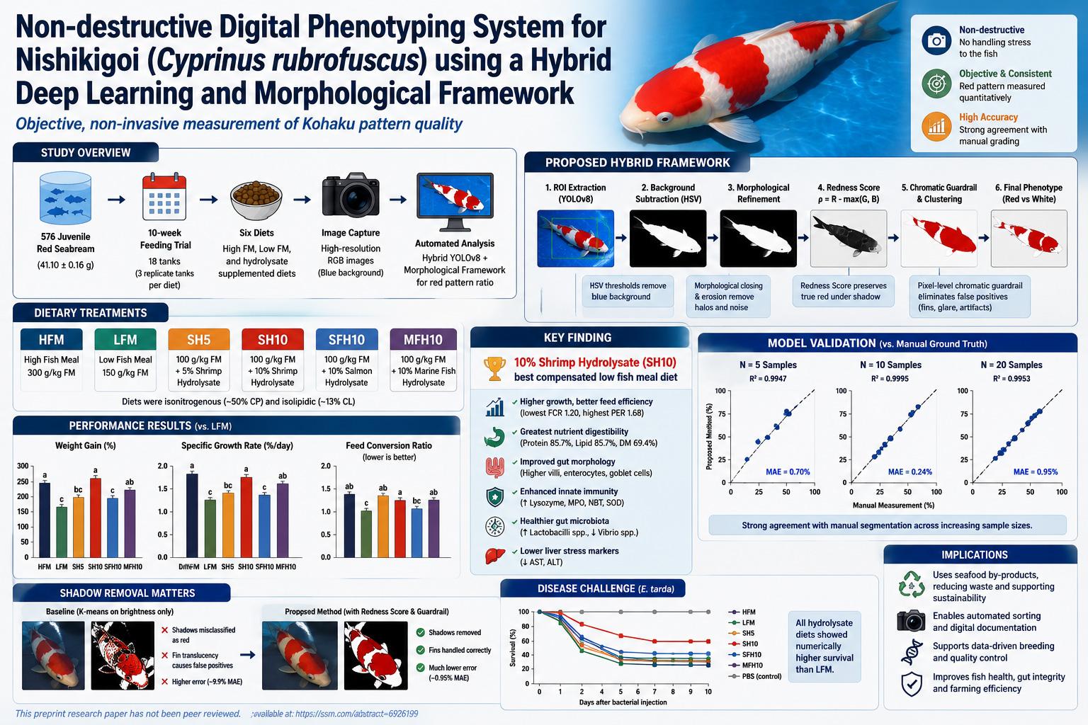 Digital Phenotyping for Nishikigoi: A Hybrid YOLOv8 and Morphological Vision System for Non-Invasive Kohaku Pattern Measurement