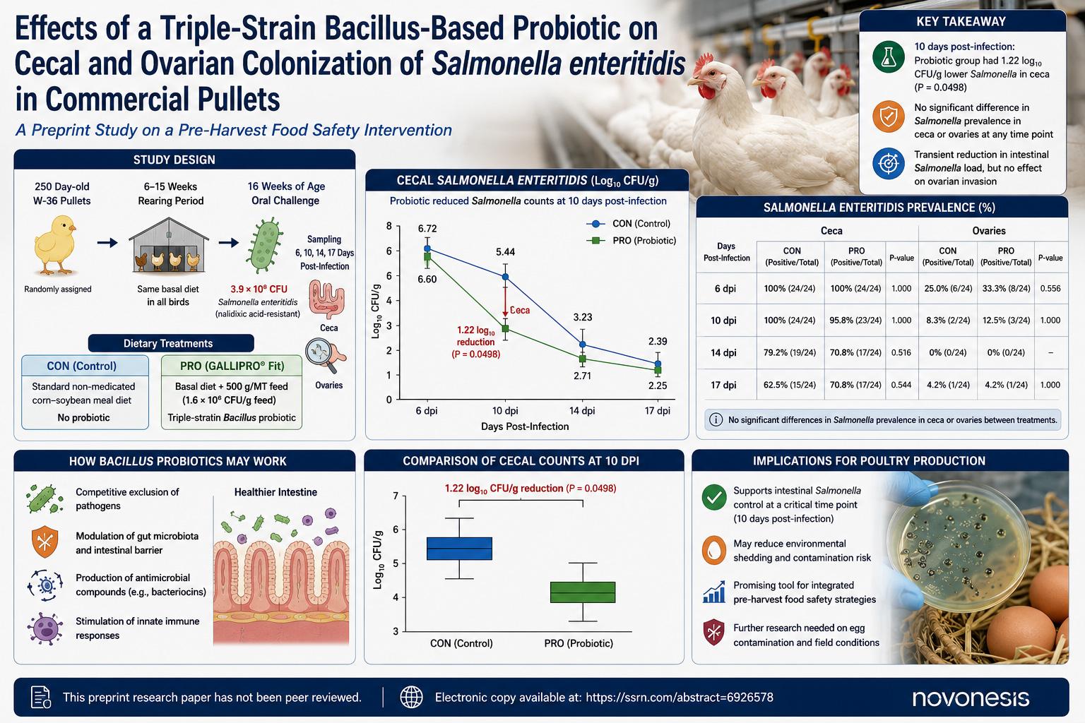Can a Triple-Strain Bacillus Probiotic Reduce Salmonella Load in Layer Pullets? A Preprint Study Finds a Transient Cecal Effect but No Ovarian Protection