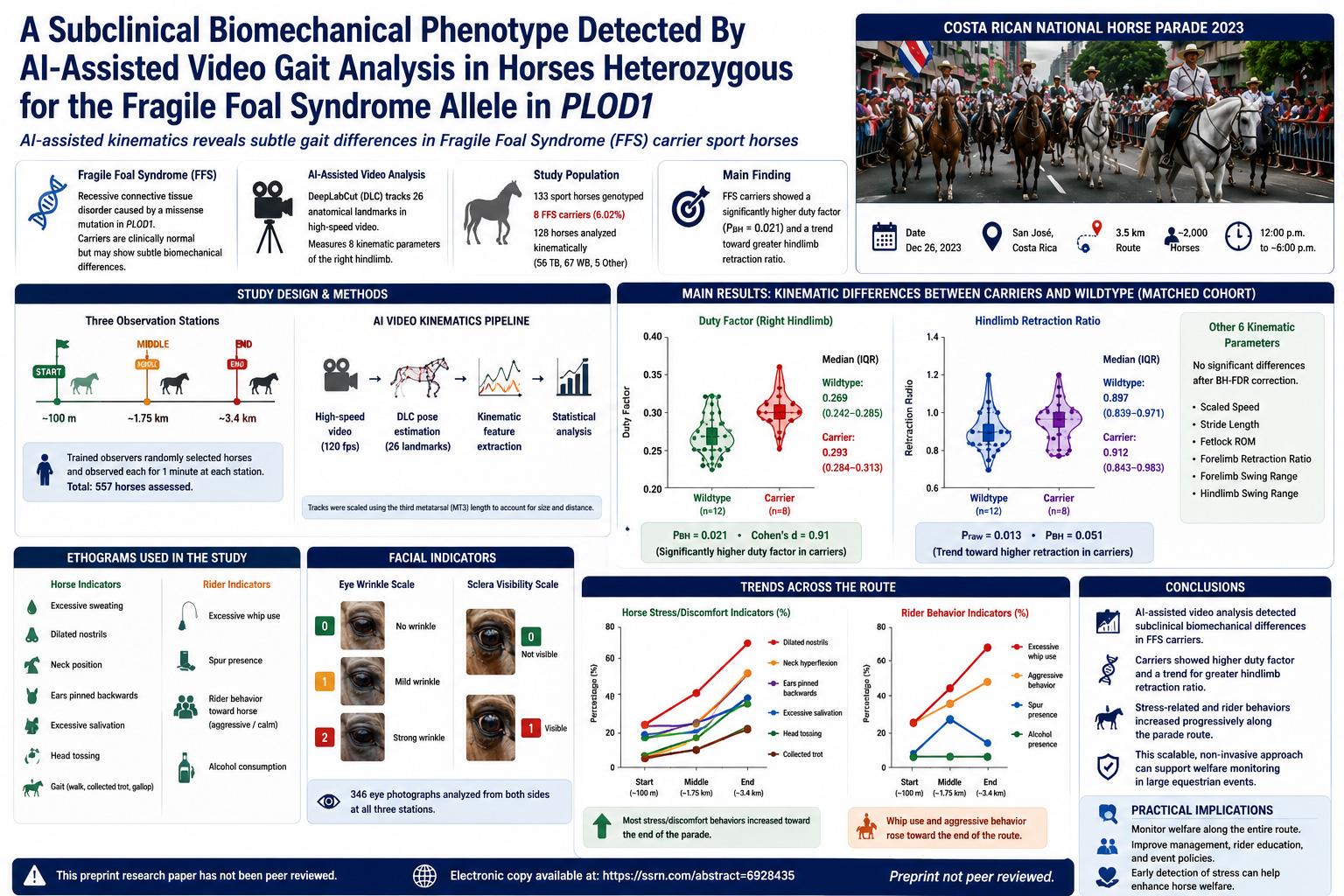 AI Video Gait Analysis Detects a Subclinical Biomechanical Signal in Fragile Foal Syndrome Carrier Sport Horses