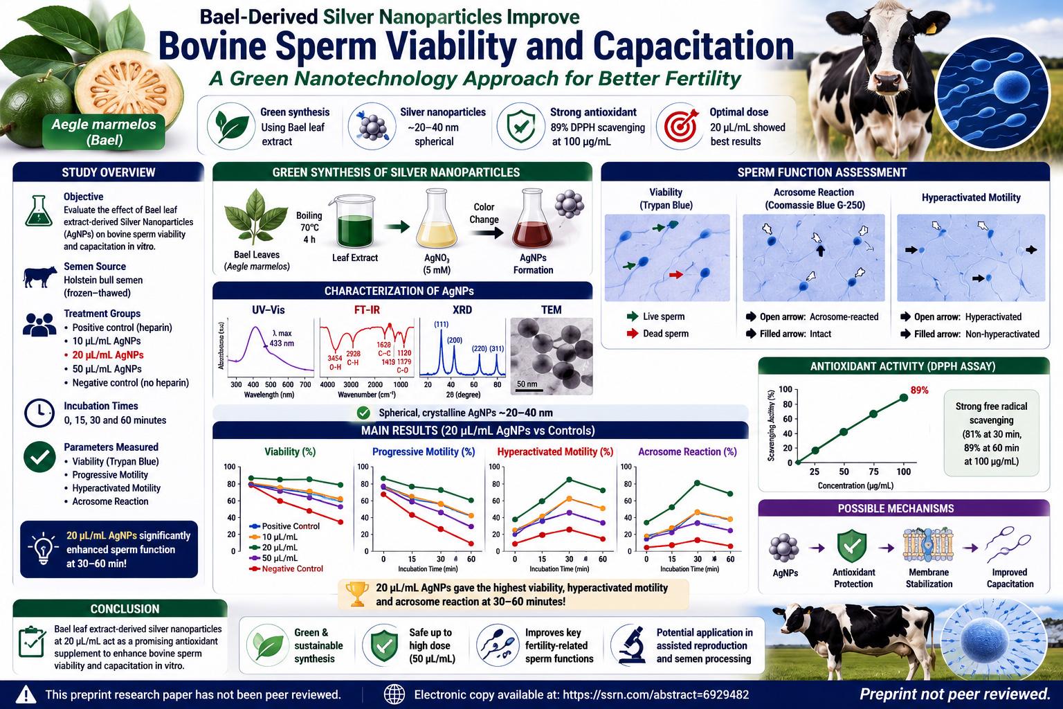 Bael-Derived Silver Nanoparticles and Bovine Sperm Capacitation: A Preprint Study Finds a 20 µL/mL In Vitro Sweet Spot